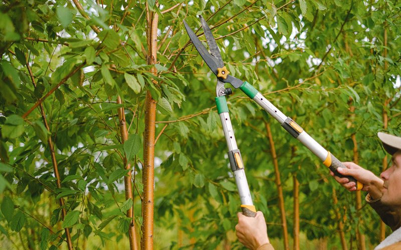 Tree trimming in Fort Plain, NY